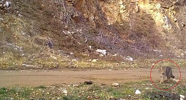 Nesli tehlike altındaki yaban kedisi fotokapana yakalandı