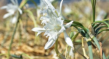 Nesli tükenme tehlikesindeki kum zambağı Samsun'da çoğaldı