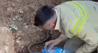 Orman personeli, yangından etkilenen oluklu kertenkeleyi su vererek serinletti