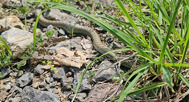 Prof. Dr. Bülbül: Yılanları rahatsız edici hareketlerden kaçınmalıyız