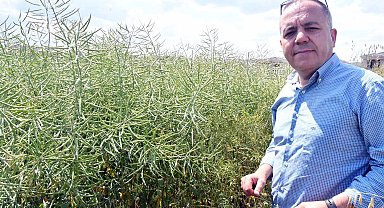 Prof. Dr. Sağlam: Kanola tarlalarında görülen tırtılda salgın yok