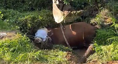 Rize'de kaçan boğa iş makinesiyle kurtarıldı; o anlar kamerada