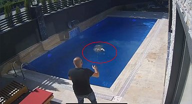 Sahibinden kaçan koçun, bir villanın bahçesindeki havuza girdiği anlar kamerada
