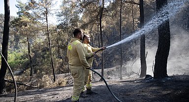Sakarya'daki orman yangınında ekipler hayvanlar için seferber oldu