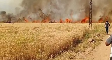 Şanlıurfa'da 40 dönüm ekili buğday yandı