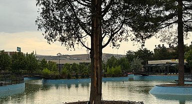 Siirt'te yıldırımın isabet ettiği çam ağacı yarıldı, 200 dönüm buğday yandı