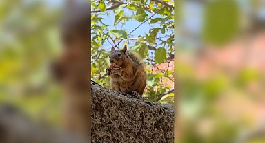 Sincabın bayram kömbesi yediği anlar kamerada