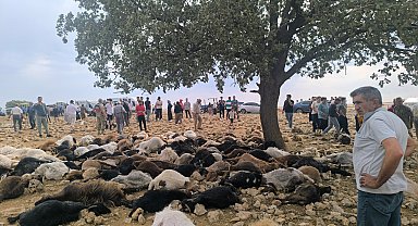 Şırnak'ta yıldırım isabet eden 99 küçükbaş öldü