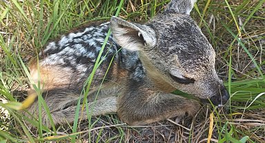 Tarlada bulunan yavru karaca annesine kavuştu