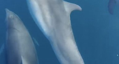 Teknesinin önünde yüzen yunusları görüntüledi