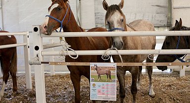 TİGEM, tay satışından tek seferde 31 milyon lira gelir elde etti