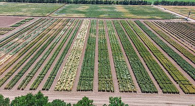 TİGEM'de üretilen tohumların yüzde 45'i kuraklığa dayanıklı