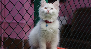 Van Kedi Villası'na 55 yeni üye katıldı