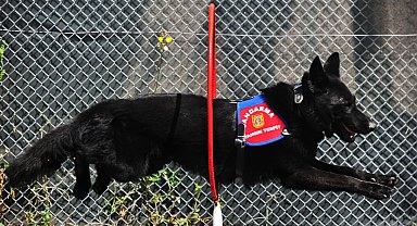 Yangın tespit köpeği 'Bronz', şüpheli yangınların aydınlatılmasına katkı sağlıyor