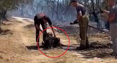 Yangında mahsur kalan 2 köpeğe ilk müdahaleyi su sıkarak yaptılar