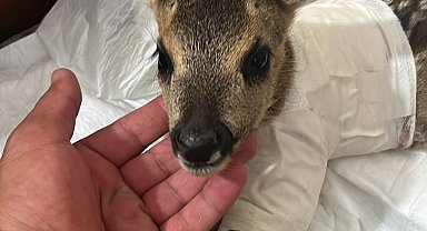 Yaralı yavru karaca tedaviye alındı