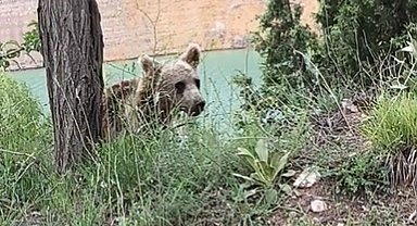Yiyecek arayan yavru ayı, cep telefonuyla görüntülendi