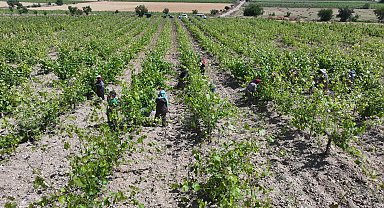 'Erbaa Narince Bağ Yaprağı'nda 2 milyar liralık gelir beklentisi