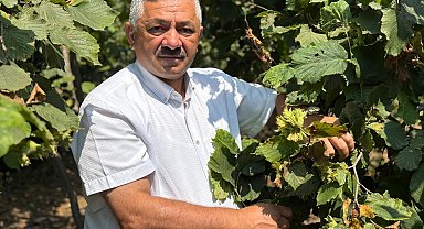 'Erken hasat fındıkta kaliteyi düşürüyor'