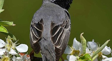 'İzmir'de yanan bölgelerde minimum 30 kuş türü etkilendi'