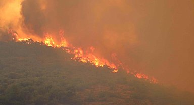 'Ormanlarımız şiddetli bir stres altında'
