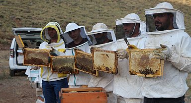 AB tescilli Bingöl balında sağım başladı