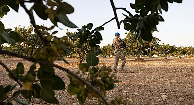 Antep fıstığında hırsızlığa karşı jandarmadan önlem