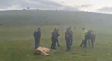 Ardahan'da meraya yıldırım düştü; 3 inek öldü