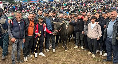 Artvin'de boğa güreşlerine yoğun ilgi