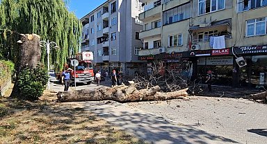 Asırlık çınar ağacı apartmanın üzerine devrildi