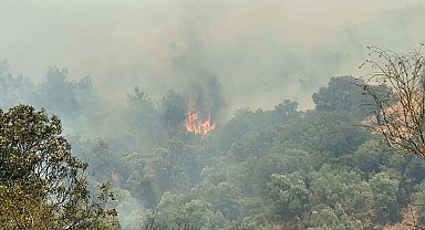 Aydın'da orman yangını