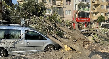 Aydın'da süs ağacı araçların üzerine devrildi