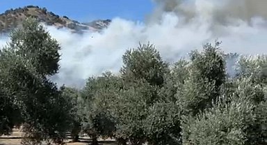 Aydın'da zeytinlik yangını