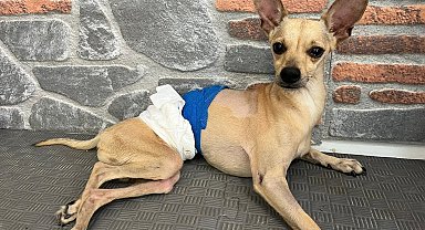 Ayrılan çift, klinikte tedavi gören köpekleri 'Lucky'i terk etti
