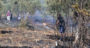 Ayvalık'ta yerleşim yeri yakınında zeytinlik yangını