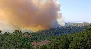 Balıkesir'de orman yangını