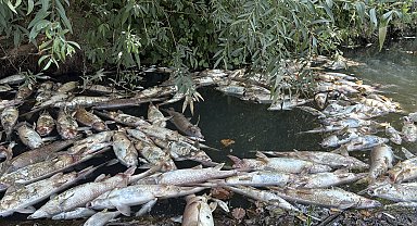 Bartın Irmağı'nda balık ölümleri