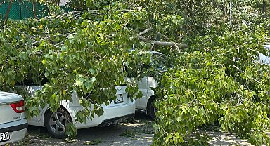 Bartın'da devrilen ağaç, 4 araçta hasara yol açtı