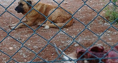 Başıboş köpekler, koruma altındaki 2 ceylanı öldürdü