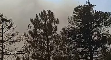 Bolu'da tarım arazisinde çıkan yangın ormana sıçradı