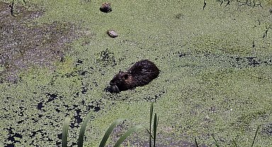 Bulgaristan'daki taşkınlarla Edirne'ye gelen su maymunları, Havsa ilçesinde ilgi odağı oldu