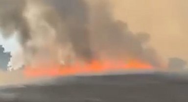 Bursa'da buğday tarlasında çıkan yangın, ağaçlık alana sıçradı