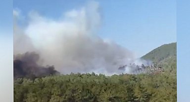 Bursa'da orman yangını