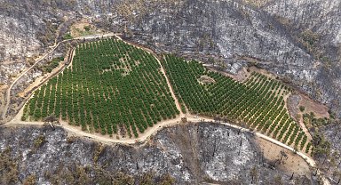 Bursa'da yanan ormanlar dronla görüntülendi; soğutma çalışmaları sürüyor