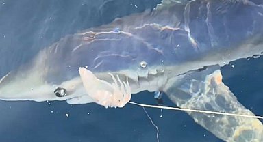 Çanakkale'de 100 kiloluk mavi köpek balığı, balıkçıların oltasına takıldı