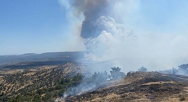 Çanakkale'de orman yangını