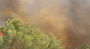 Çanakkale'de orman yangını