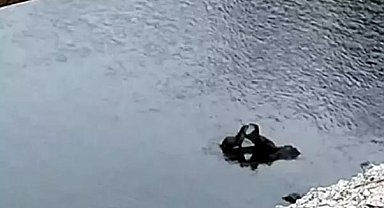 Çayda görülen su samurları kamerada