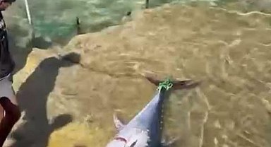 Çeşme'de kıyıya vuran orkinoslar için inceleme