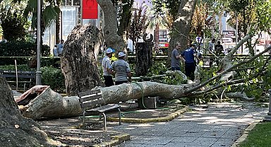 Çınar ağacının kırılan dalı üzerlerine düştü: 1 ölü, 2 yaralı
